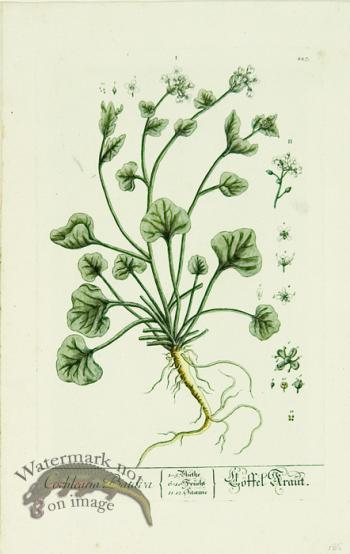 Blackwell German 069